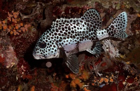 Komodo 2016 - Many spotted sweetlips - Diagramme arlequin - Plectorhinchus chaetodonoides - IMG_6982_rc